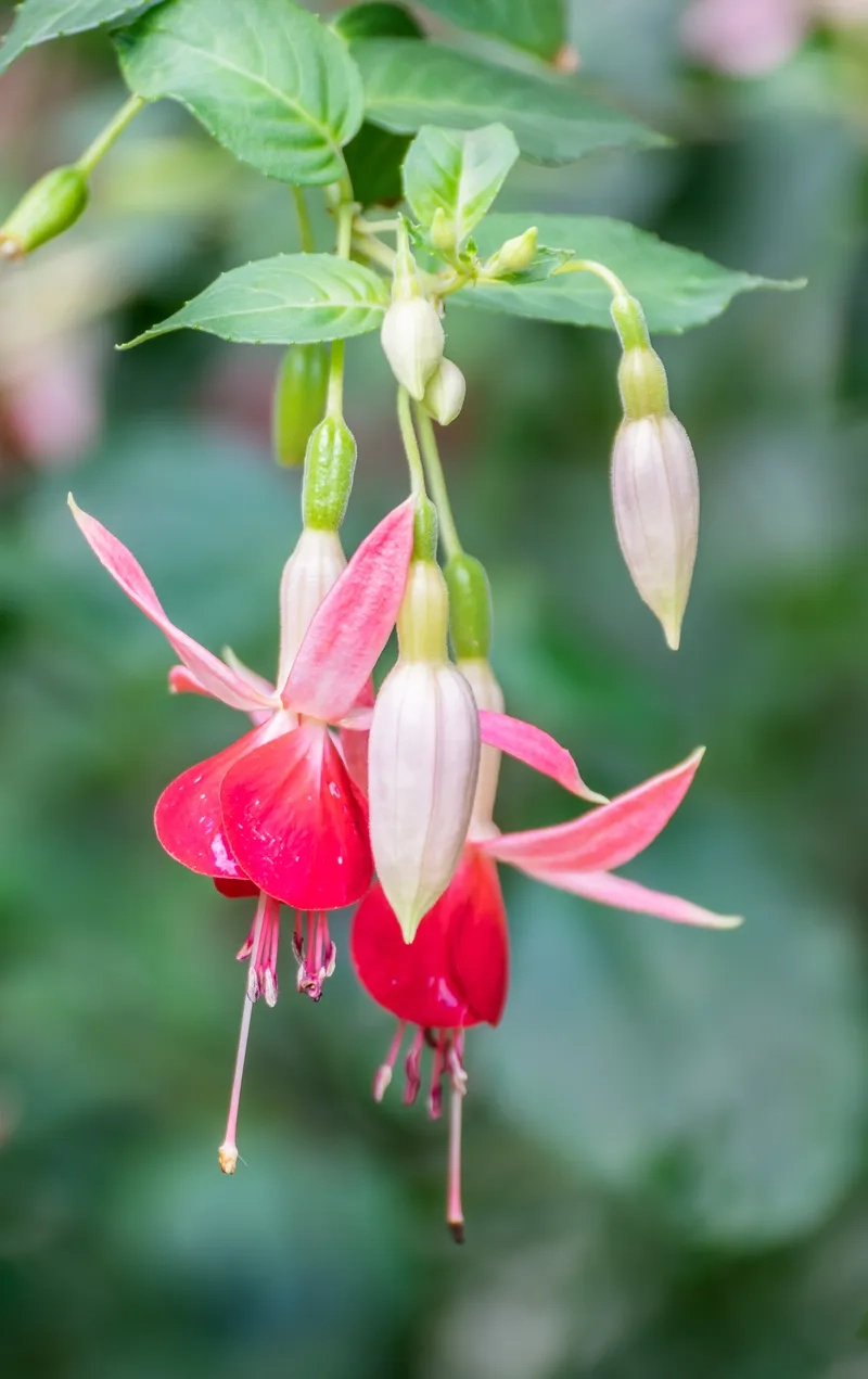 Dùng ngay hình nền hoa lồng đèn điện thoại