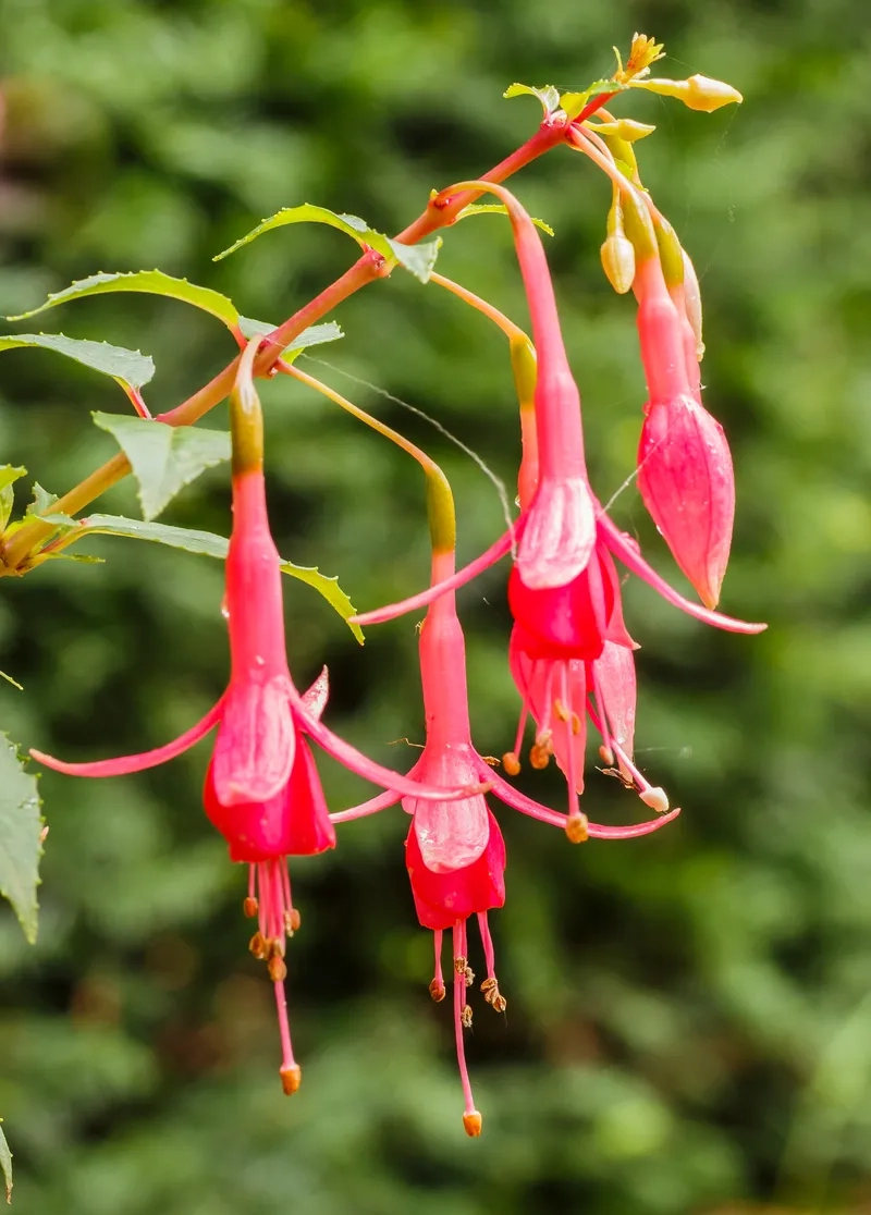 Sưu tầm ảnh hoa lồng đèn HD chất lượng cao