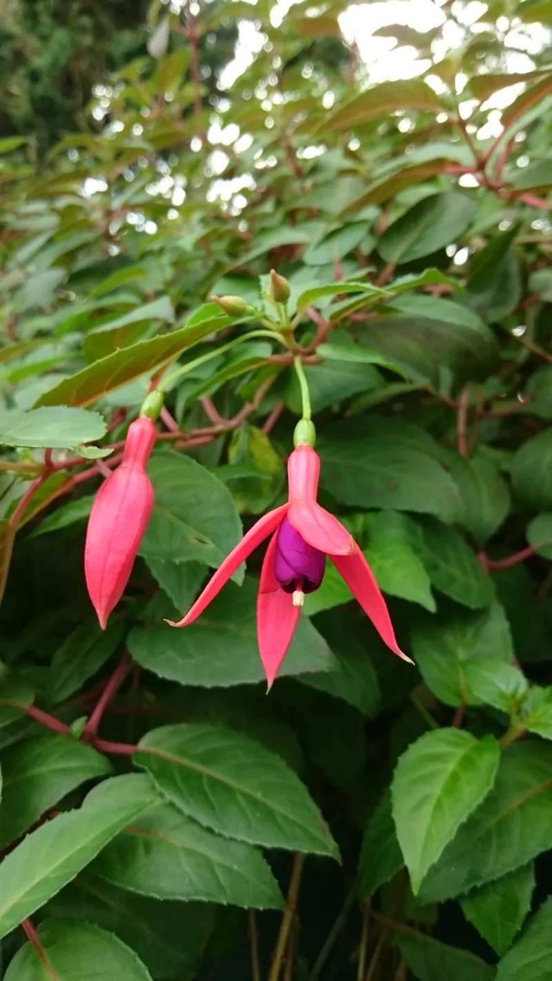 Đừng bỏ lỡ kho hoa lồng đèn đẹp này nha