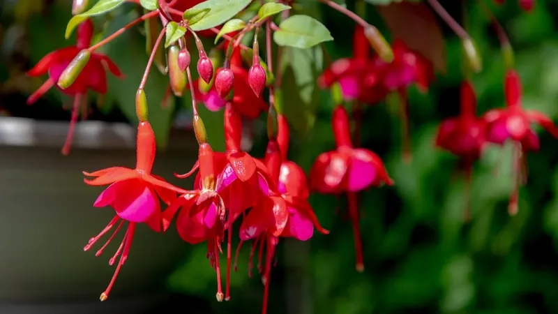 Lựa chọn mẫu hoa lồng đèn yêu thích