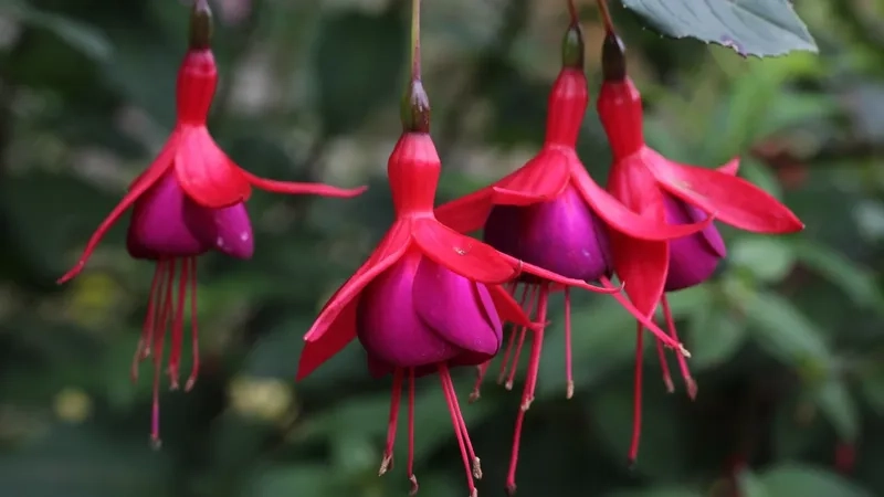 Hoa lồng đèn 4K siêu rõ nét làm nền