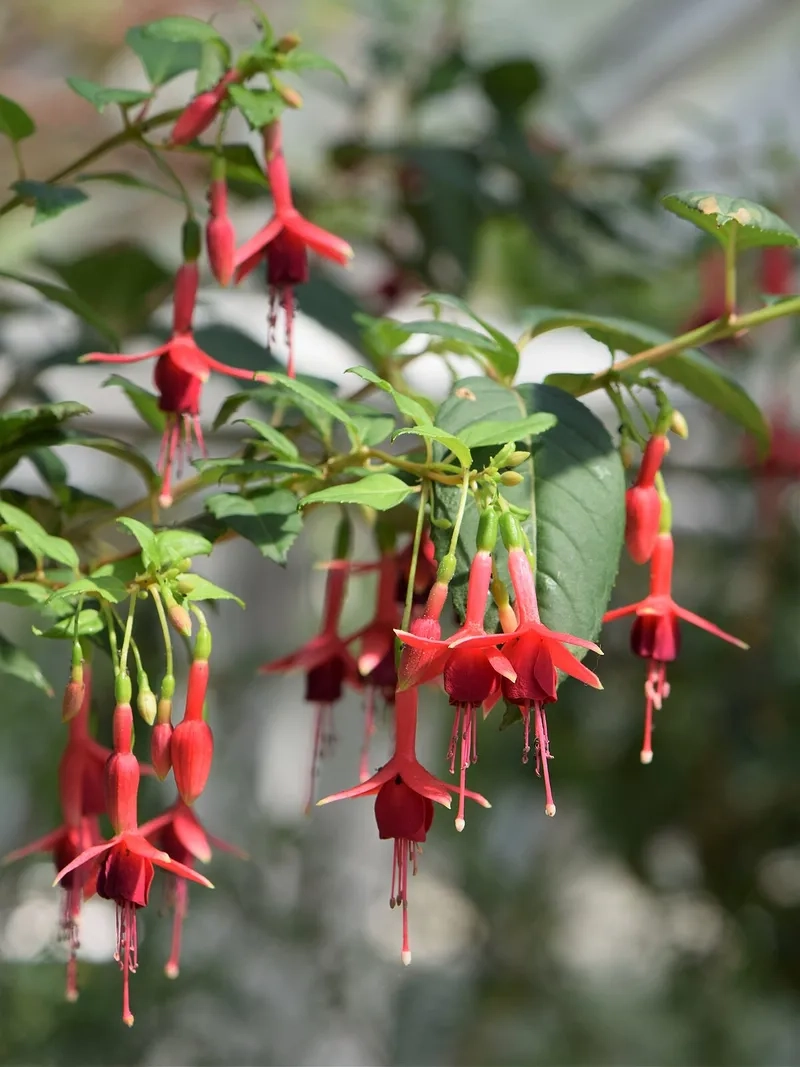 Tải hình nền hoa lồng đèn máy tính mới