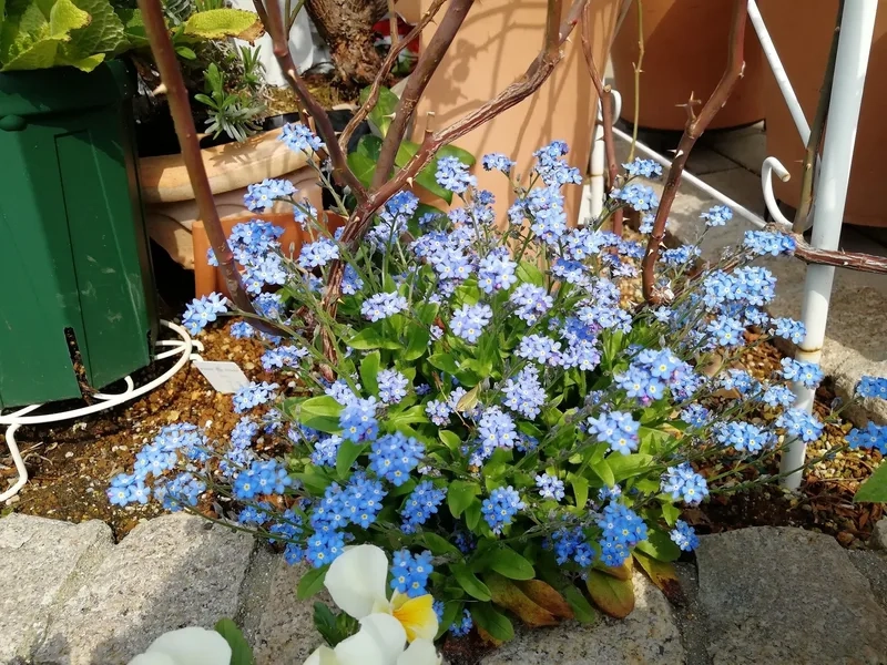 Thưởng thức vẻ đẹp tinh tế của hình ảnh hoa lưu ly