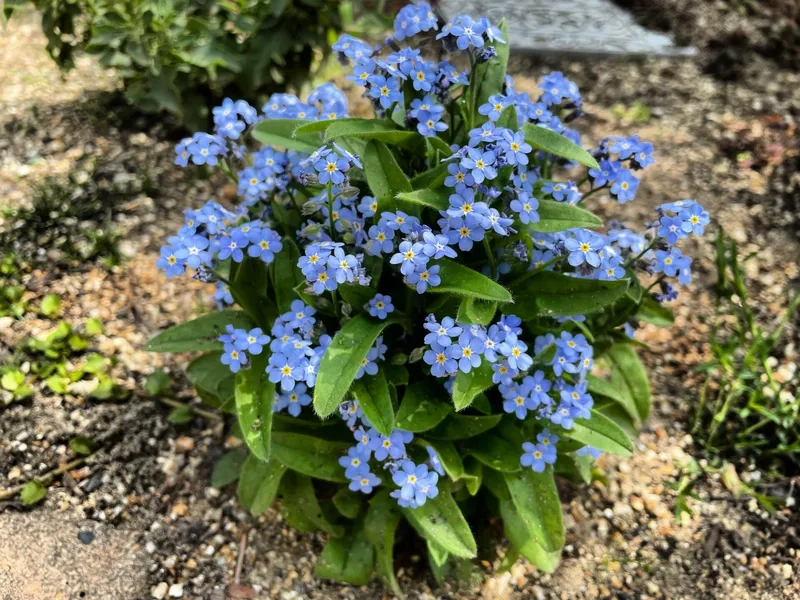 Khám phá vẻ rực rỡ của hoa lưu ly đẹp