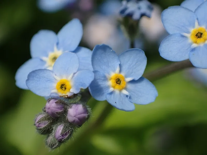 Gửi thông điệp yêu thương qua hoa lưu ly ý nghĩa