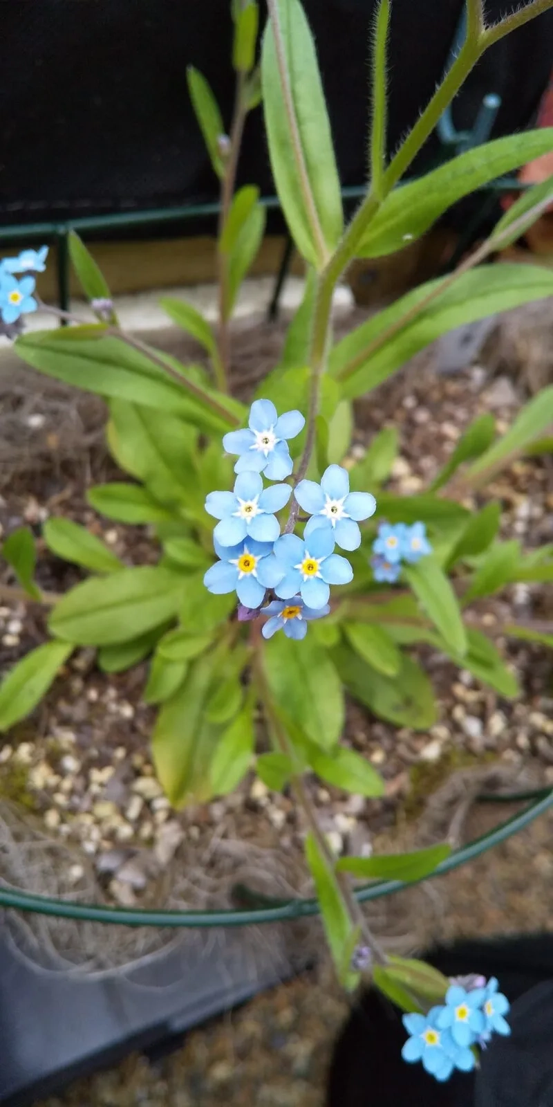 Tỏa sáng và độc đáo với hoa lưu ly đặc biệt