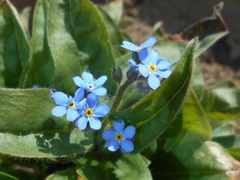 Trải nghiệm thiên nhiên với hoa lưu ly tự nhiên đẹp