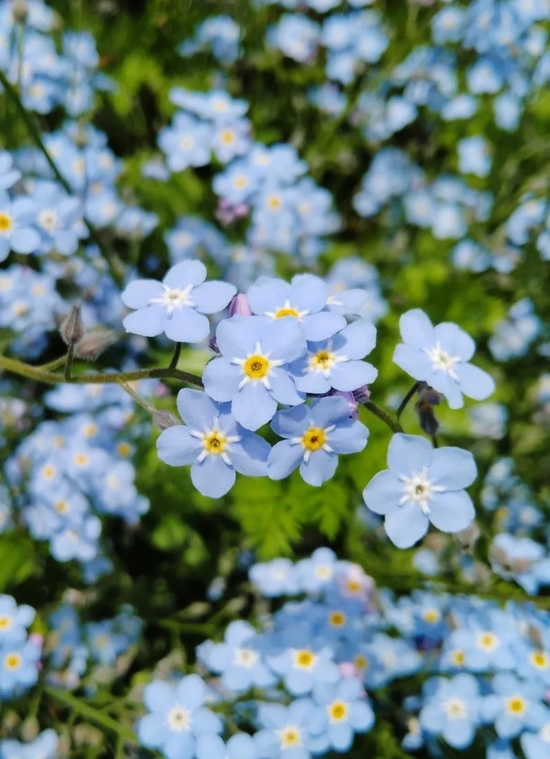 Khám phá truyền thuyết với sự tích hoa lưu ly