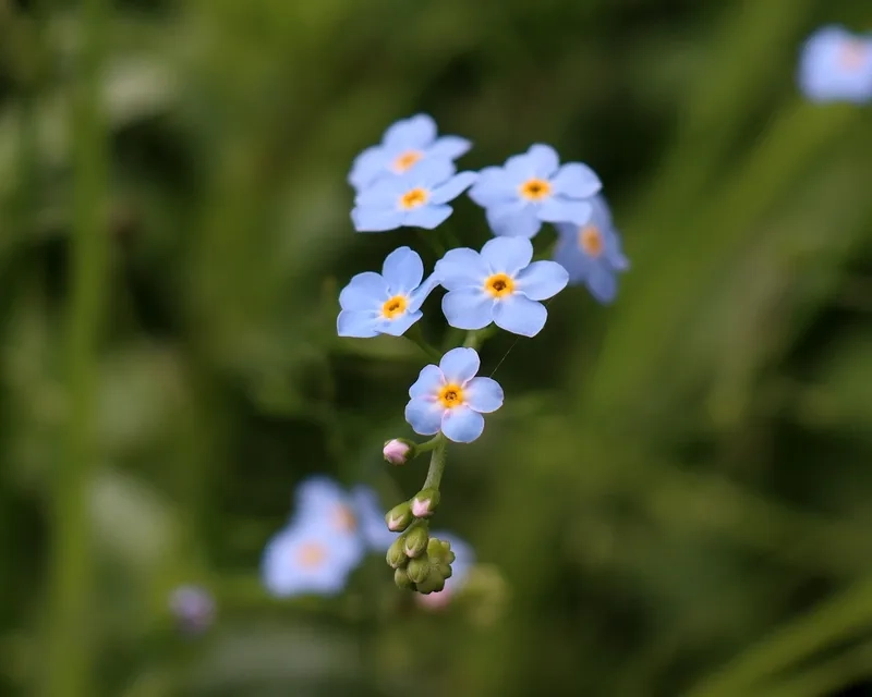 Tìm hiểu thời gian nở của hoa lưu ly nở vào mùa nào