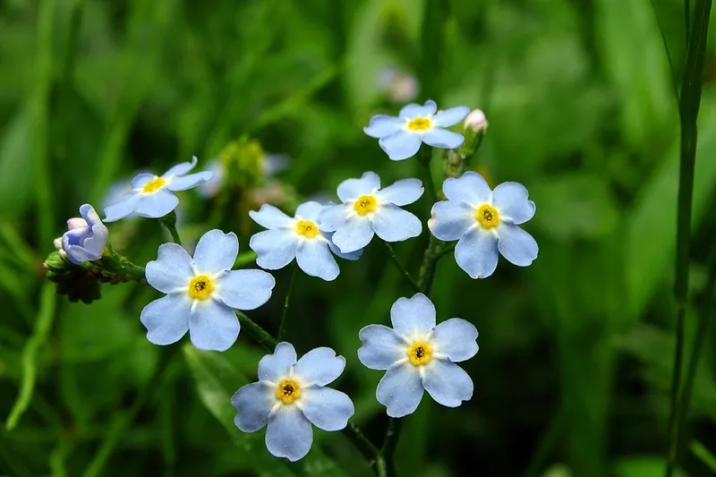 Mẫu mã đa dạng và tinh tế từ mẫu hoa lưu ly