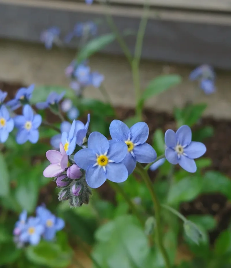 Vẻ đẹp tự nhiên hoàn hảo với hoa lưu ly tự nhiên