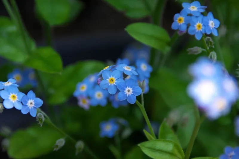 Tinh tế trong mọi chi tiết là hoa lưu ly tinh tế