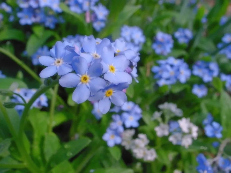 Lãng mạn và ngọt ngào cùng hoa lưu ly lãng mạn