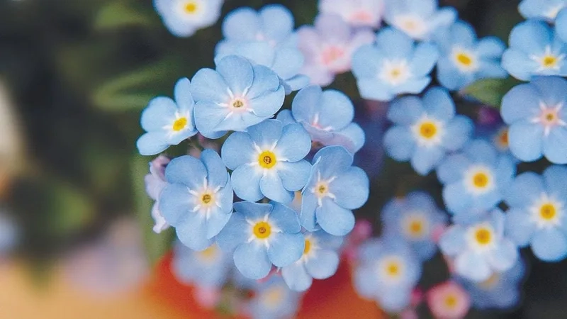 Dịu dàng như mơ với hoa lưu ly dịu dàng