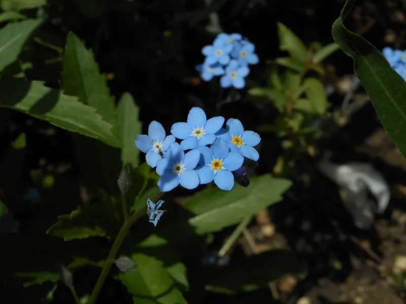 Hoa lưu ly có ý nghĩa gì làm say lòng người yêu hoa