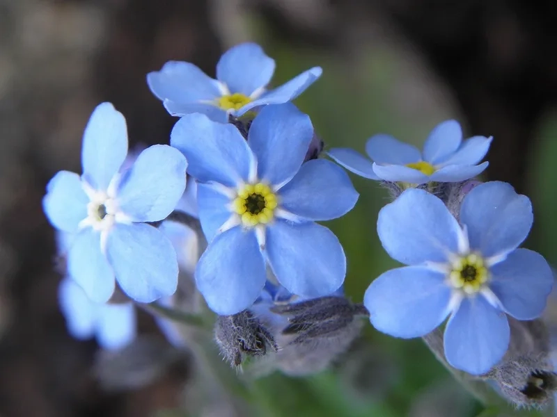 Tươi lâu và rực rỡ nhờ hoa lưu ly tươi lâu