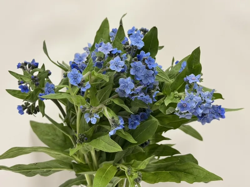 Trang trí sống động cùng hình nền hoa lưu ly