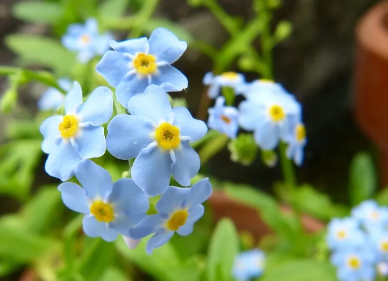 Sang trọng và tinh tế trong từng chi tiết là hoa lưu ly sang trọng