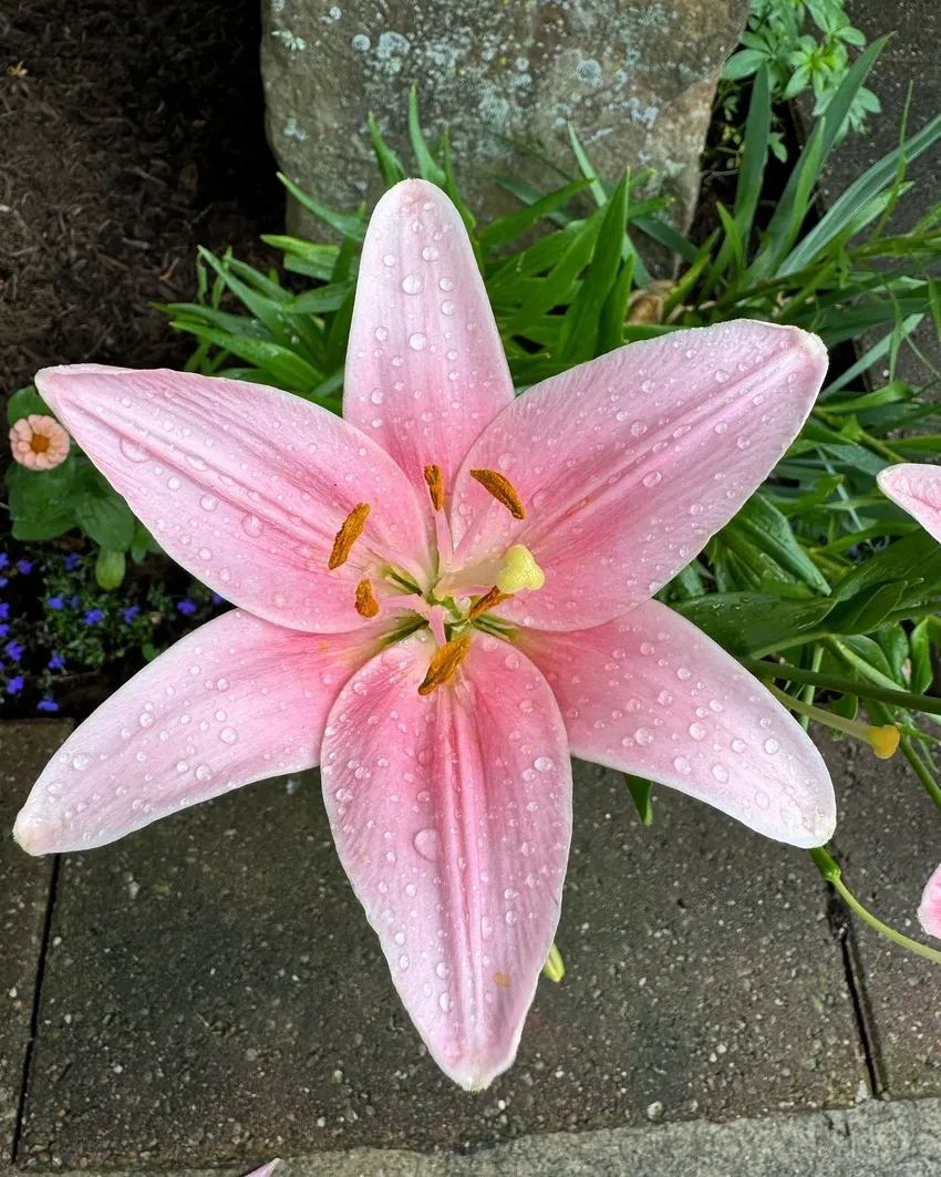 Hoa lily khoe sắc trong vườn mùa xuân