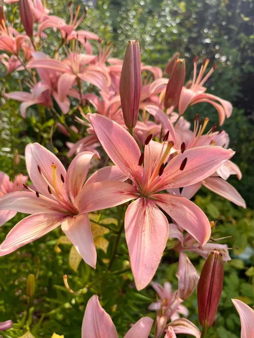 Hoa ly chăm sóc đúng cách để nở rộ lâu dài