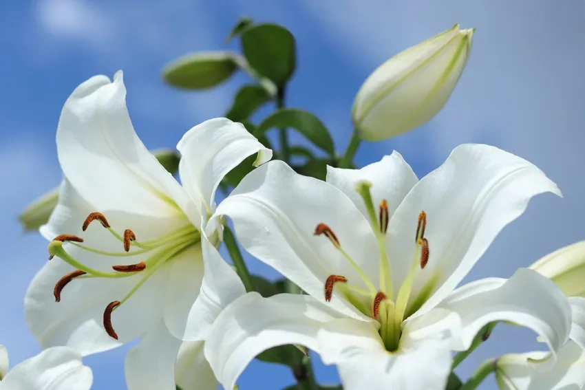 Tặng hoa ly làm quà gửi trọn yêu thương