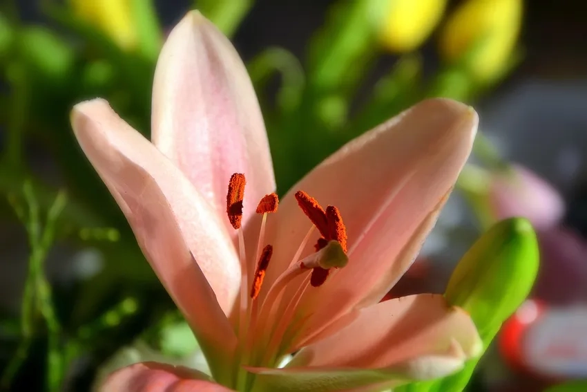 Hoa ly cưới điểm nhấn hoàn hảo cho ngày trọng đại