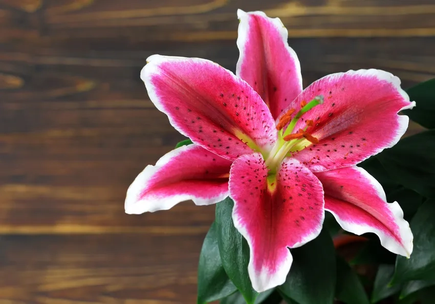 Bó hoa ly tươi thắm làm quà ý nghĩa