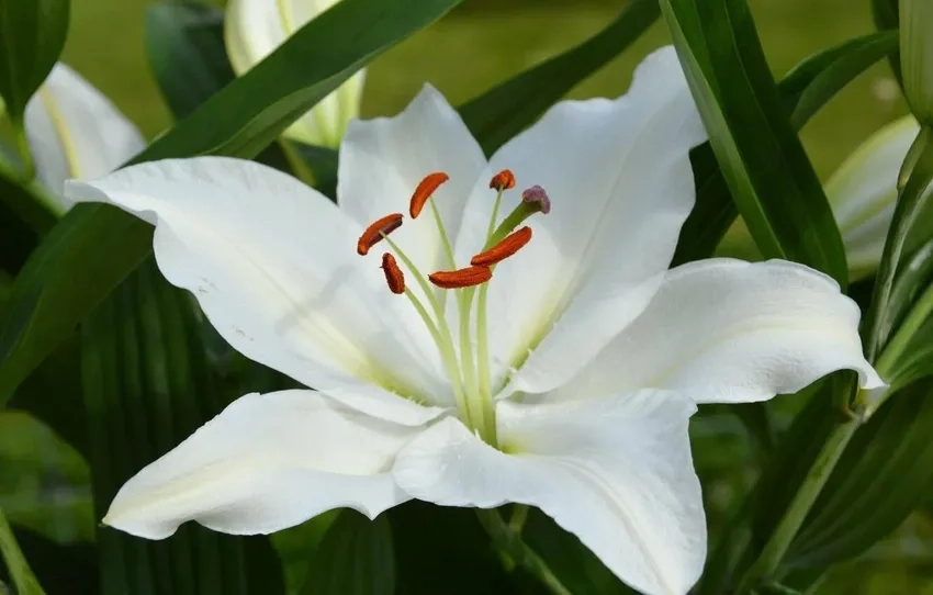 Hoa ly hương thơm ngọt ngào lan tỏa khắp phòng