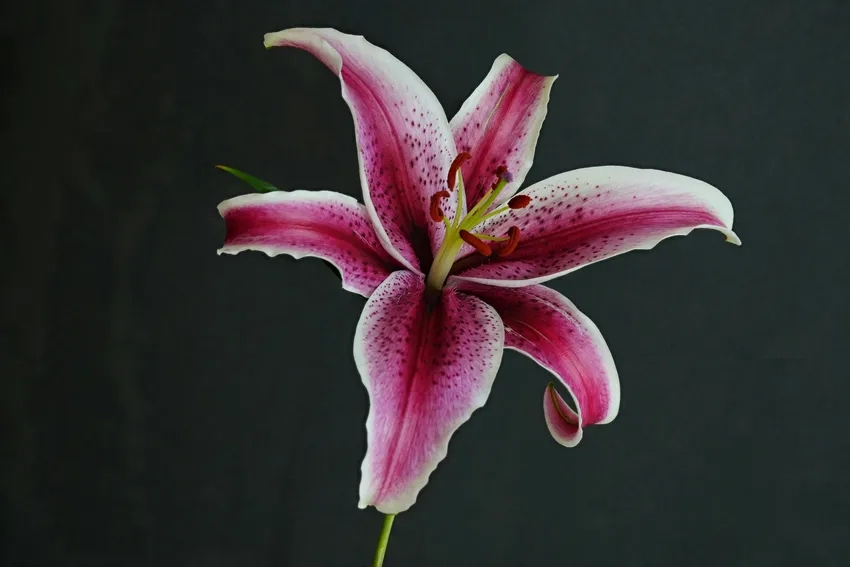 Hoa ly màu sắc đa dạng tô điểm không gian sống