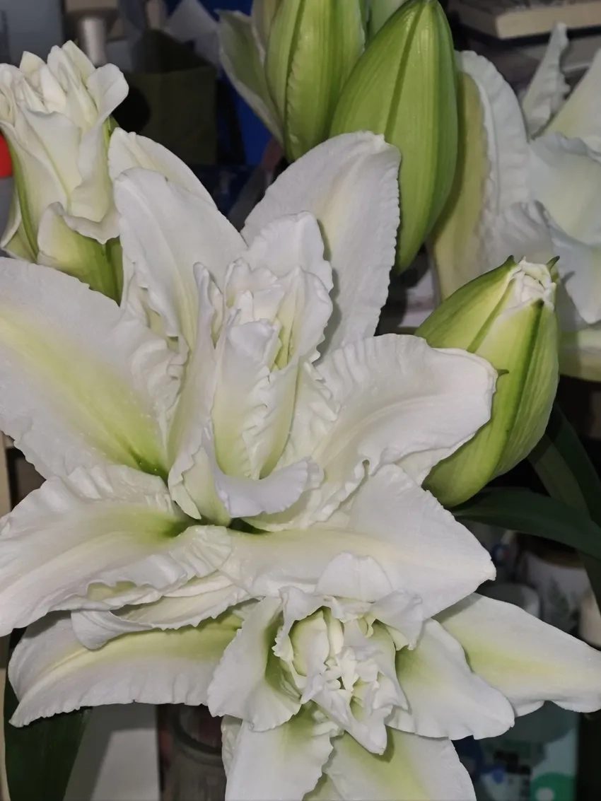 Hoa ly và phong thủy mang may mắn cho gia chủ