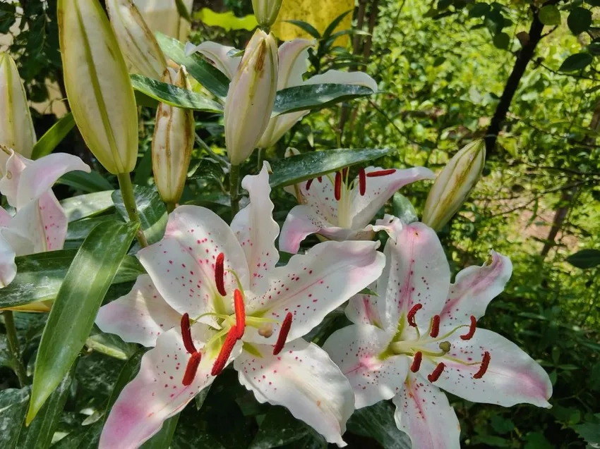 Cắm hoa ly bình trang trí nhà thêm sinh động