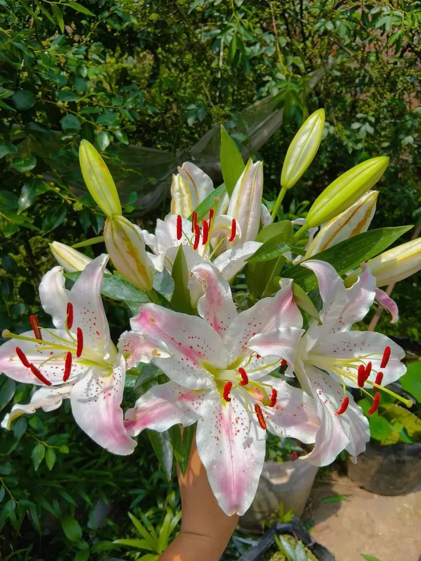 Hoa ly mua ở đâu dễ tìm tại các cửa hàng hoa