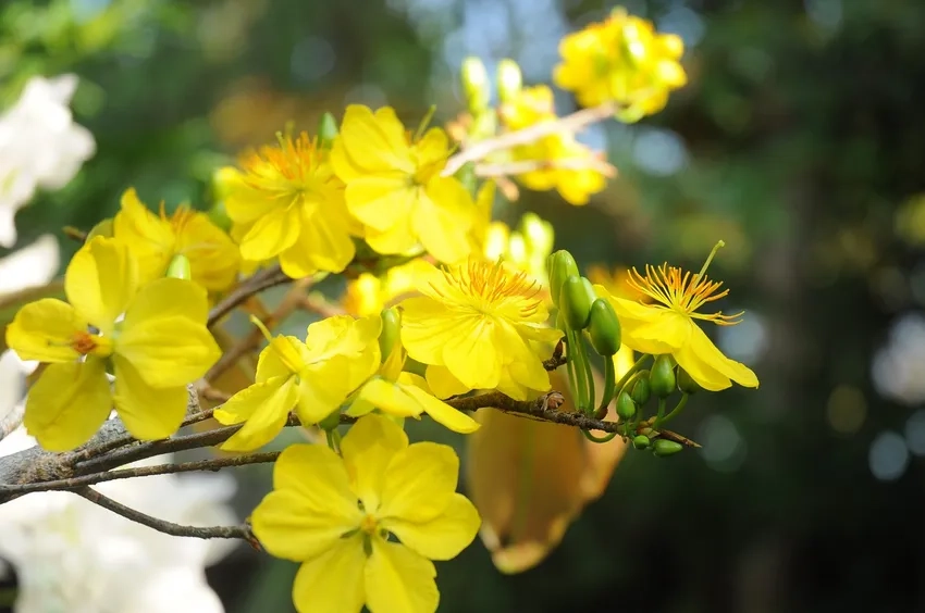 Cận cảnh Hoa Mai Vàng nở rực rỡ giữa vườn