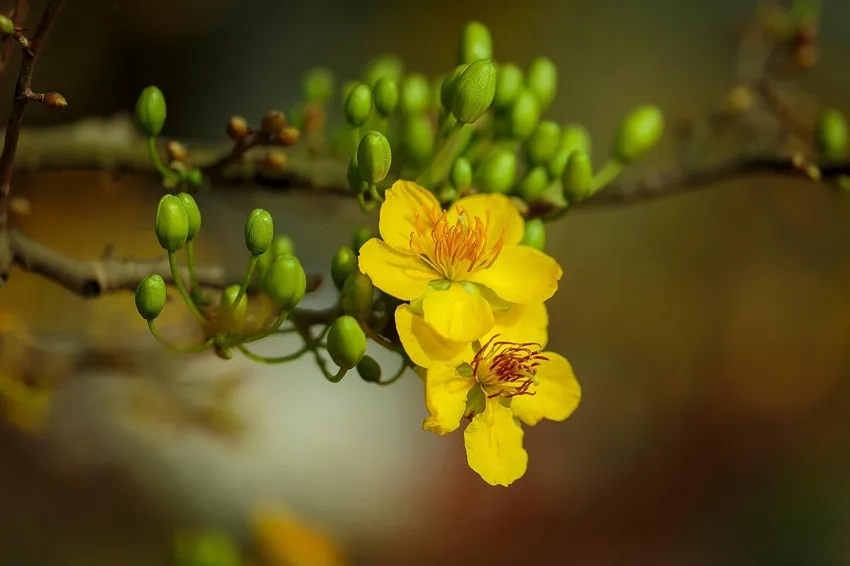 Hoa Mai Vàng bonsai dáng nhỏ xinh, độc đáo