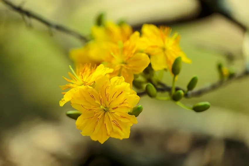 Vườn Hoa Mai Vàng cảnh lung linh đầy sức sống