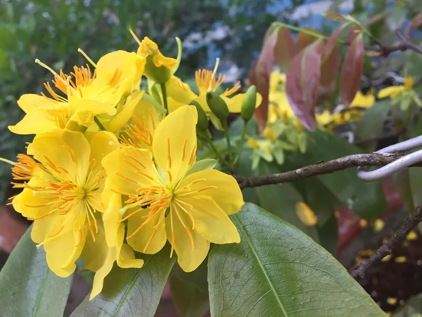 Tham khảo Hoa Mai Vàng giá hợp lý cho người chơi