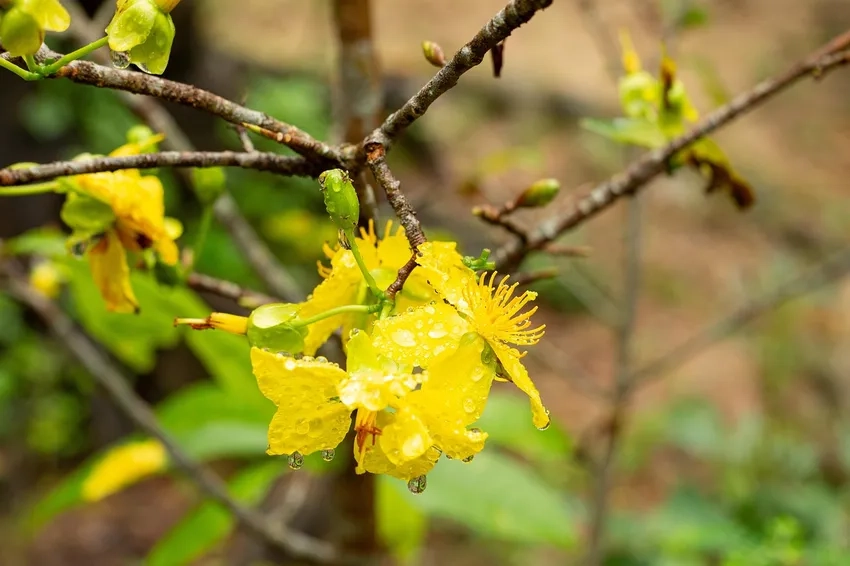 Các loại Hoa Mai Vàng giống đẹp dễ chăm sóc