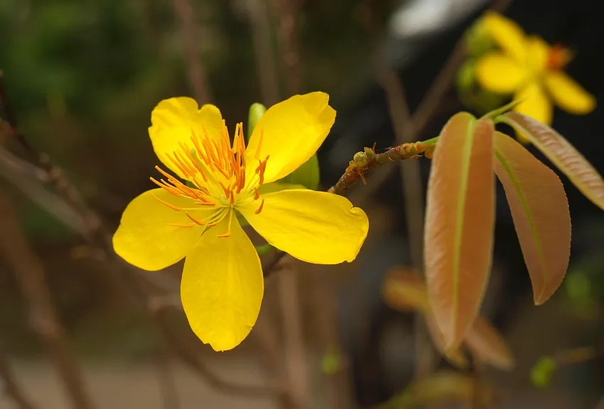 Hoa Mai Vàng miền Nam rực vàng khắp nhà vườn