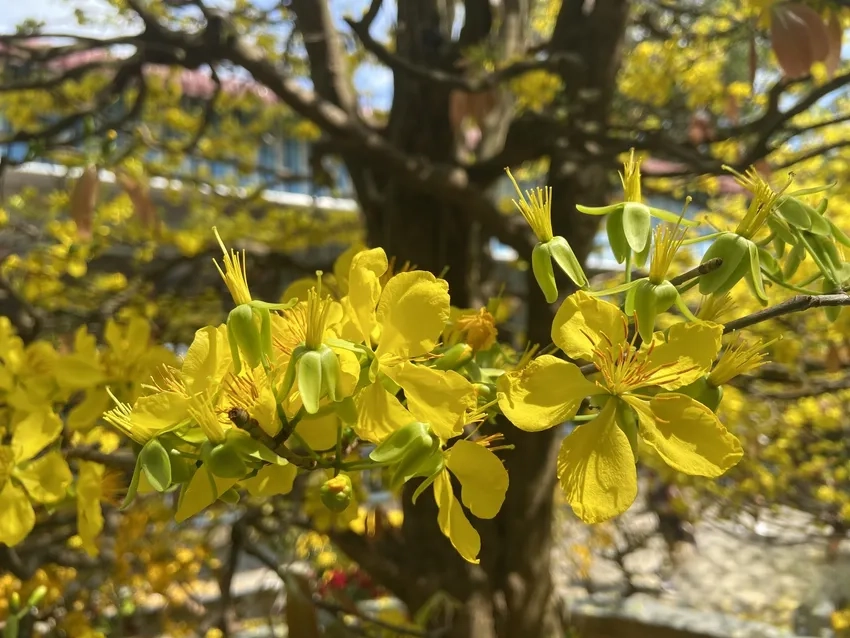 Trưng bày Hoa Mai Vàng nghệ thuật đẹp mắt tinh tế
