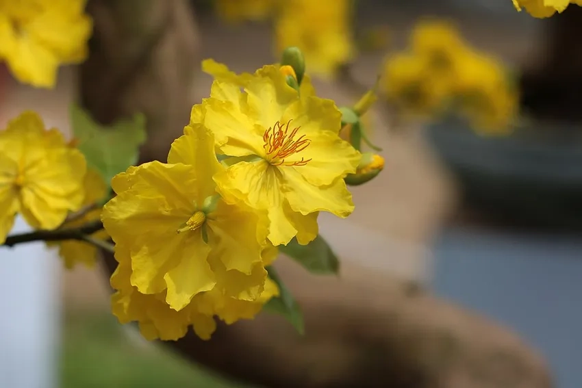 Hoa Mai Vàng ý nghĩa tượng trưng cho sự thịnh vượng