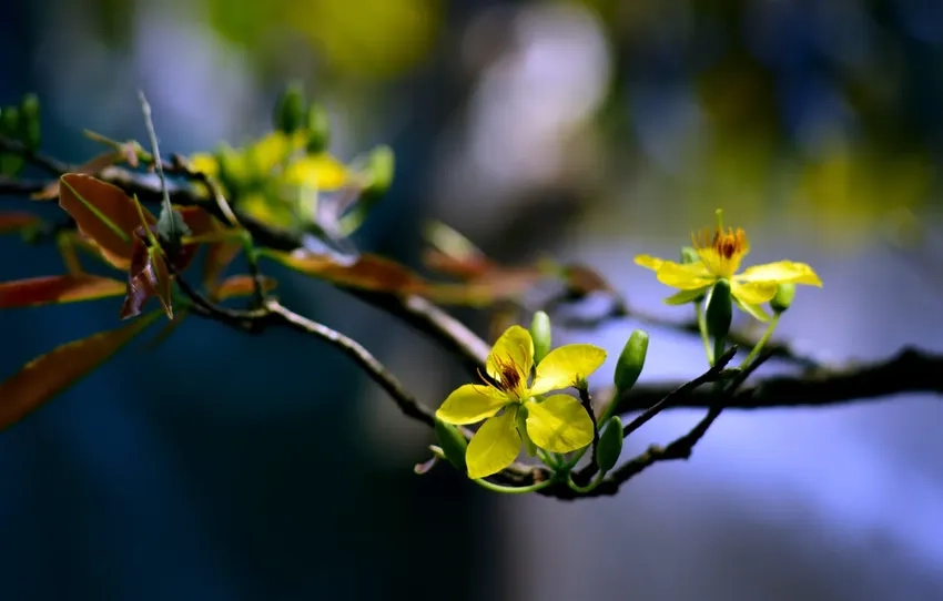 Vườn Hoa Mai Vàng tỏa sắc vàng rực khắp sân