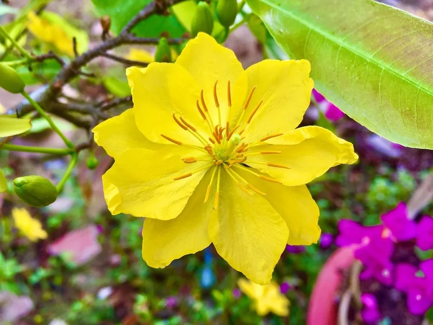 Hoa Mai Vàng dáng thế cân đối, nghệ thuật tuyệt vời