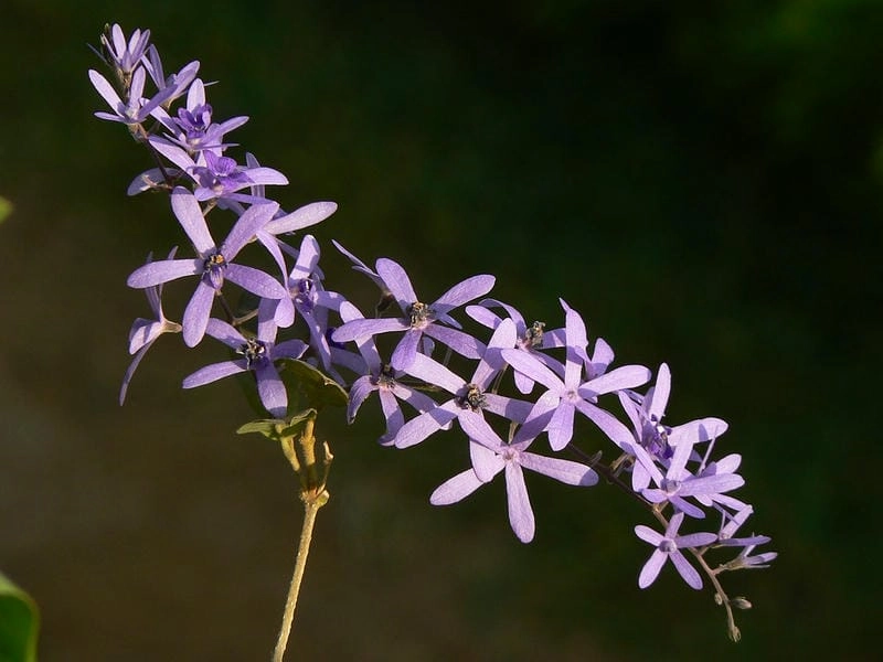 Hoa mai xanh khoe sắc nhẹ nhàng và cuốn hút