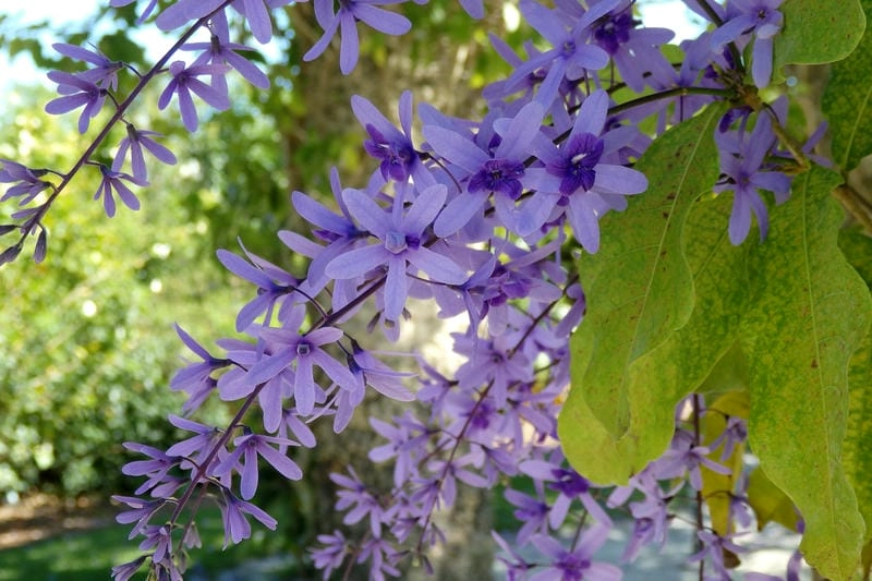 Ảnh hoa mai xanh rực rỡ trong từng góc chụp