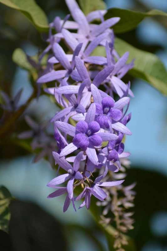 Hình ảnh hoa mai xanh mang vẻ đẹp an yên