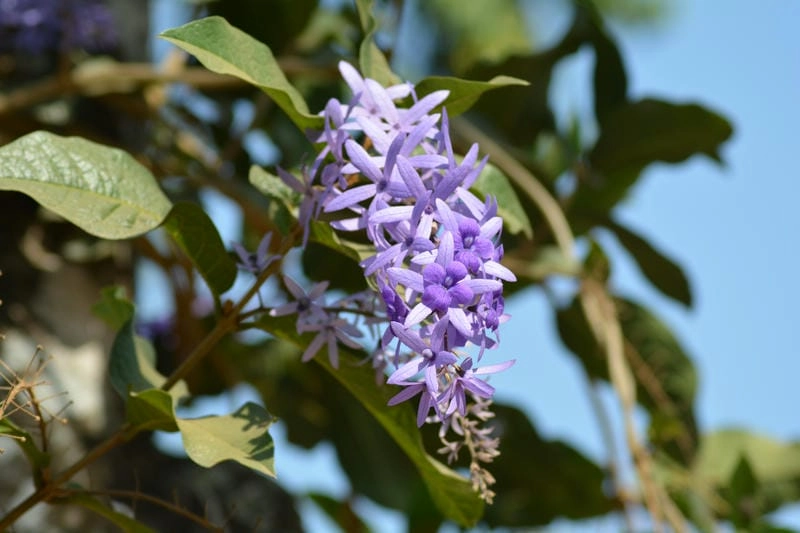 Hoa mai xanh đẹp với sắc xanh đầy mê hoặc