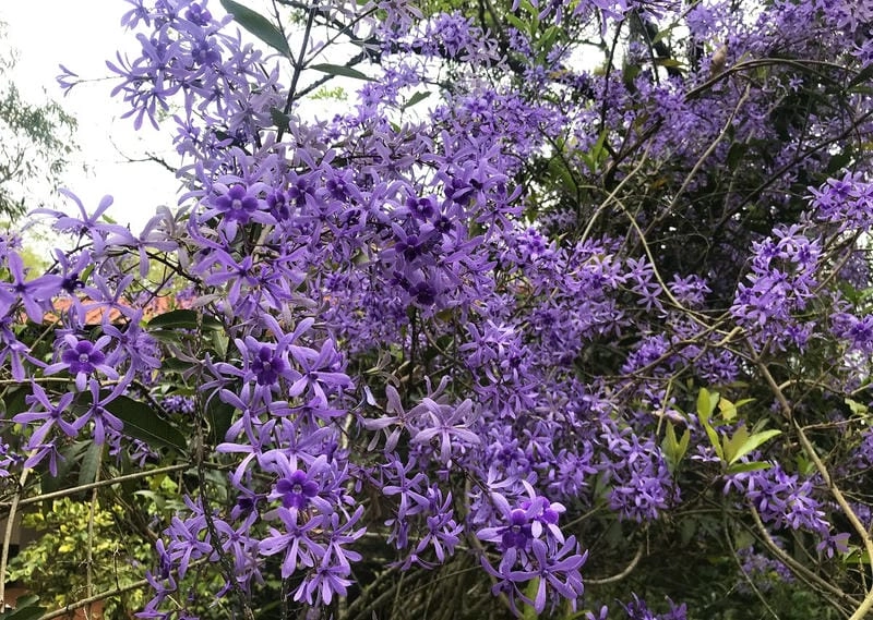 Hoa mai xanh hình nền tạo cảm giác dịu nhẹ