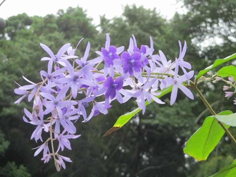 Hoa mai xanh 4K sắc nét từng cánh nhỏ