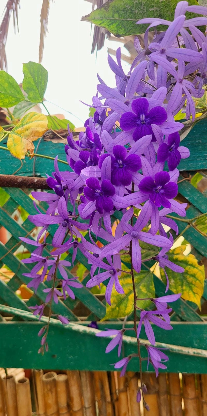 Hoa mai xanh Full HD tỏa sắc xanh tinh khiết