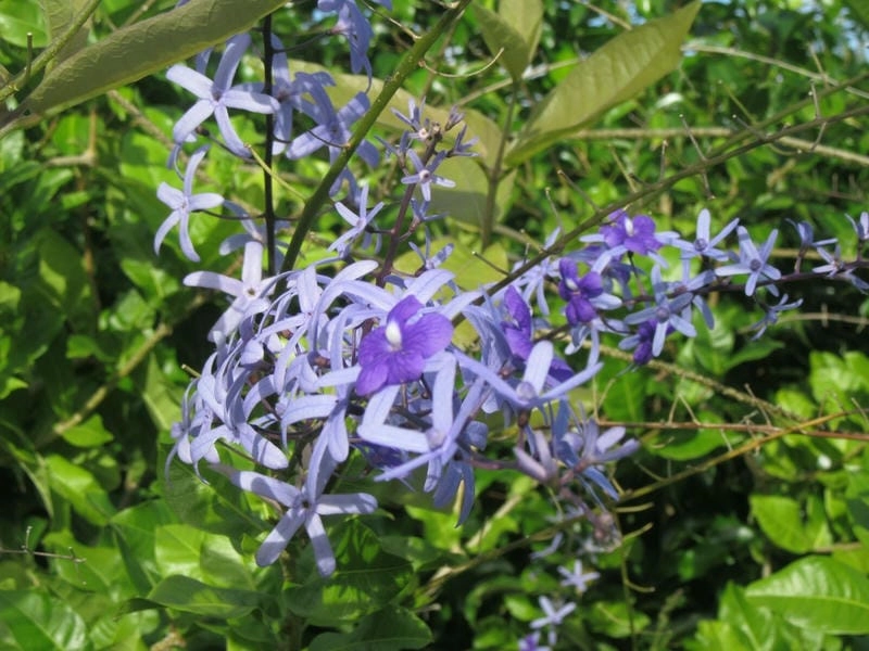 Hoa mai xanh hiếm nở rộ trong khoảnh khắc đẹp